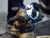 k9-dog-goggles